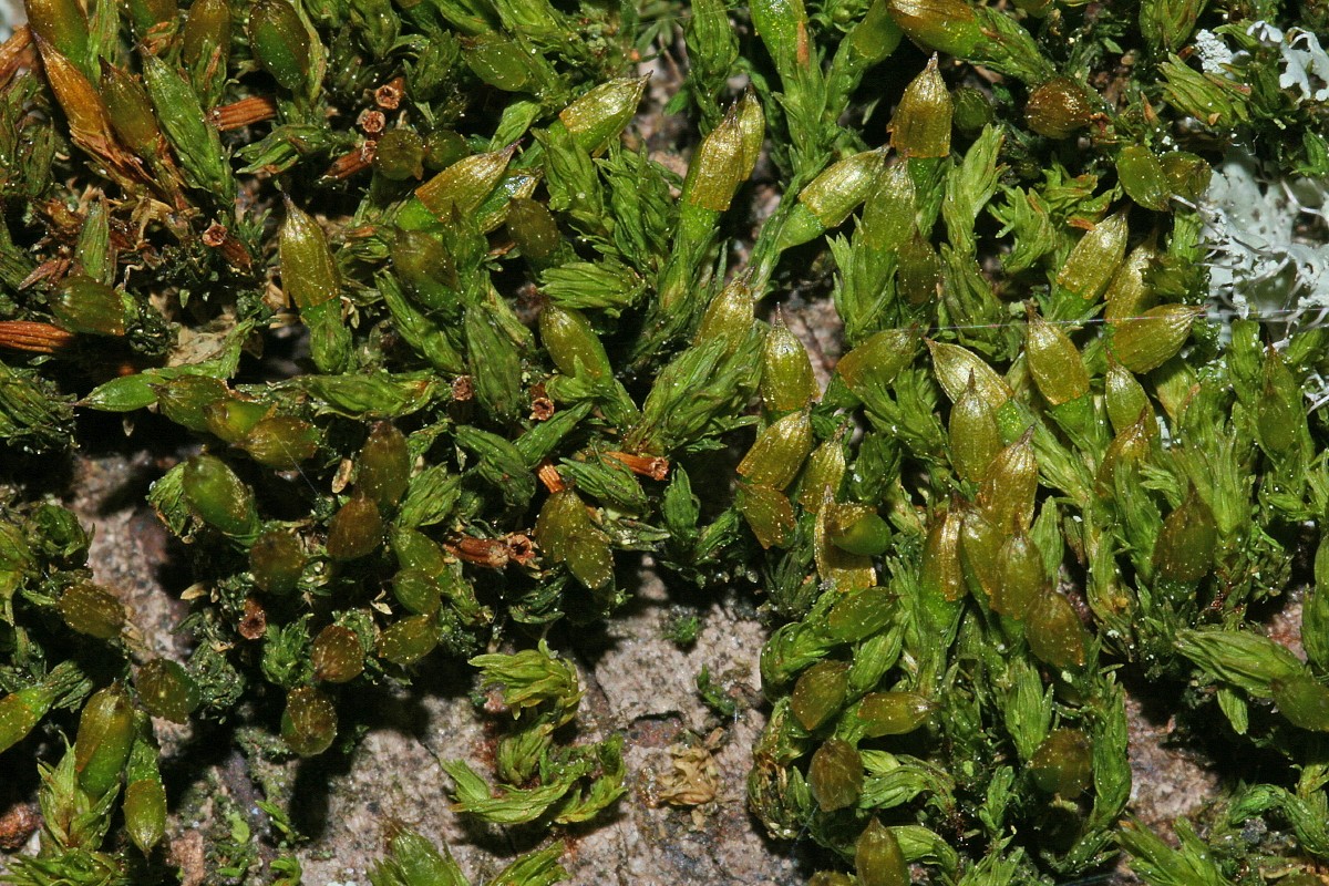 Orthotrichum tenellum (door Jan Kersten)