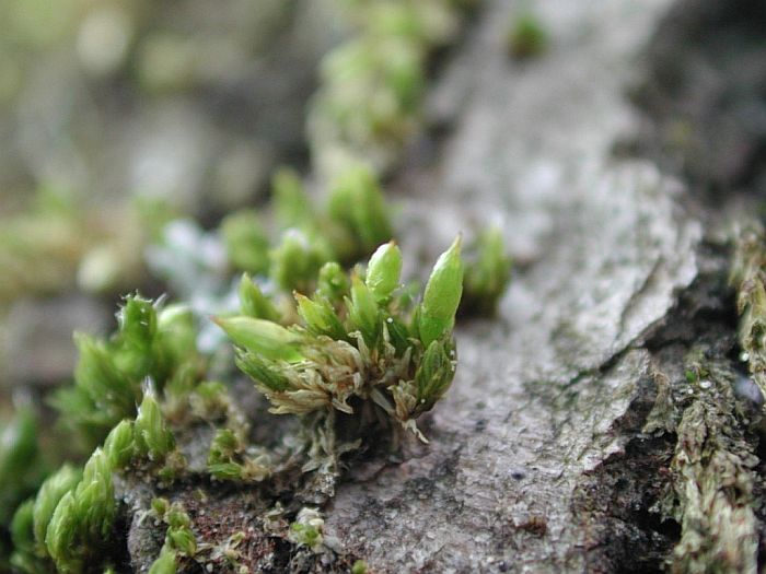 Orthotrichum tenellum (door Michael Lueth (www.milueth.de))