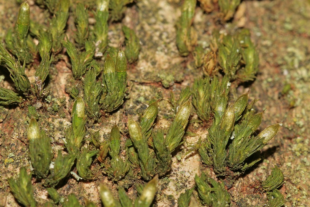 Orthotrichum tenellum (door Jan Kersten)