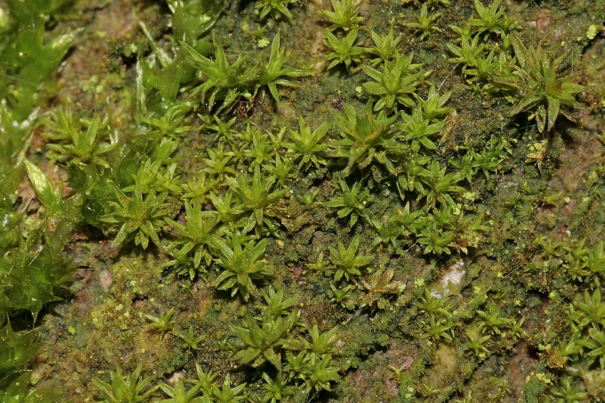 Orthotrichum tenellum (door Jan Kersten)