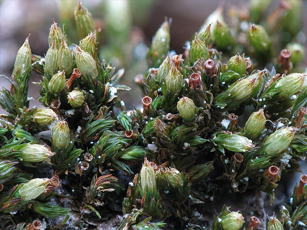 Orthotrichum comosum (door Henk Siebel)