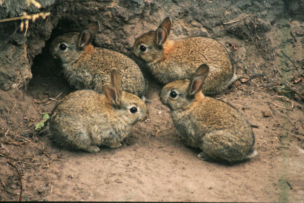 Oryctolagus cuniculus (door Jan Kersten)