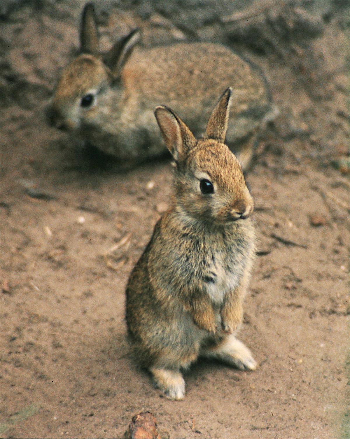 Oryctolagus cuniculus (door Jan Kersten)