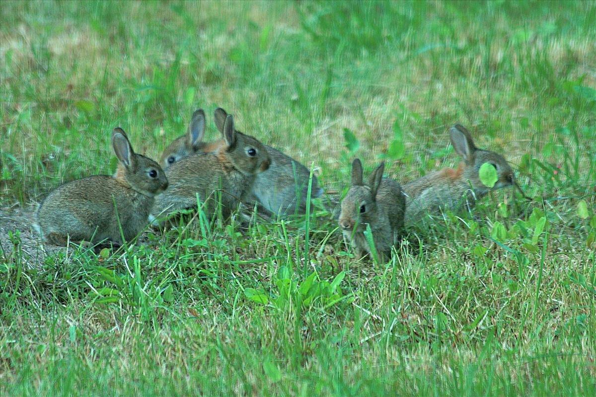 Oryctolagus cuniculus (door Jan Kersten)