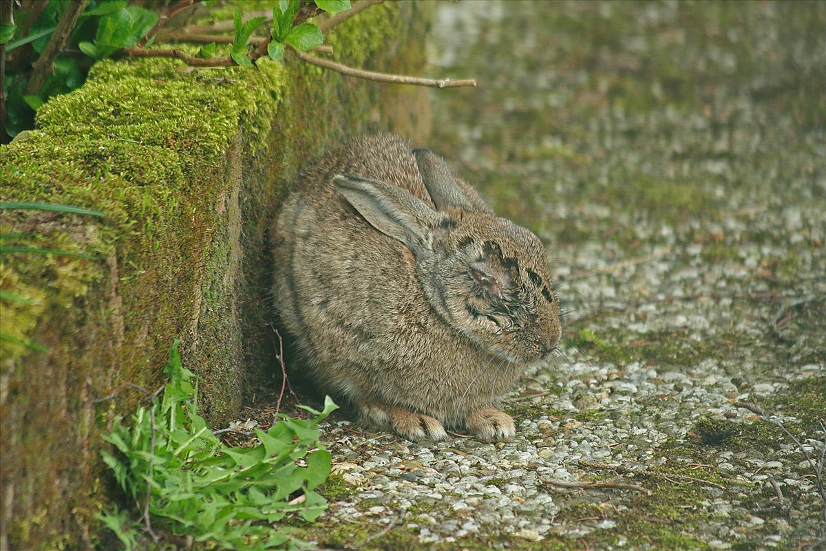 Oryctolagus cuniculus (door Jan Kersten)