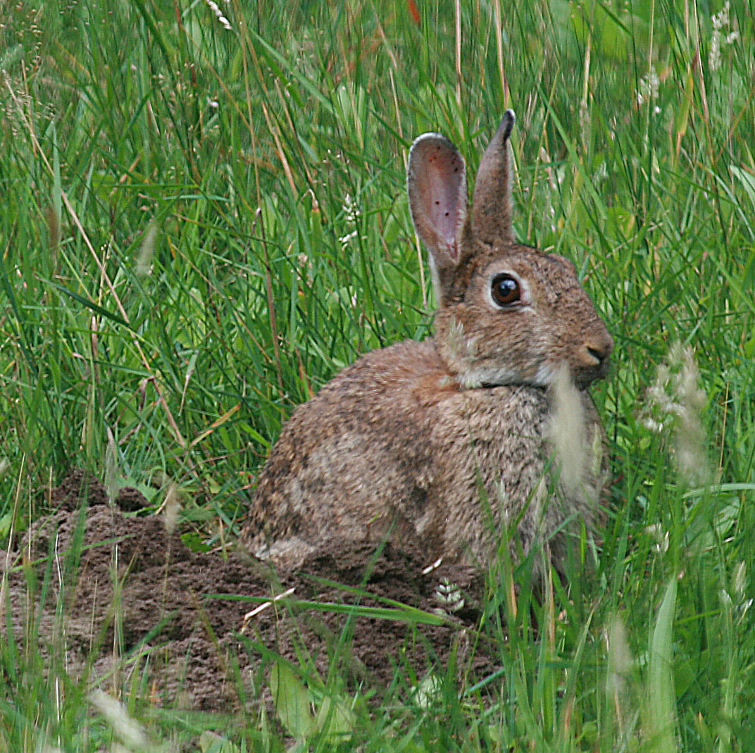 Oryctolagus cuniculus (door Jan Kersten)