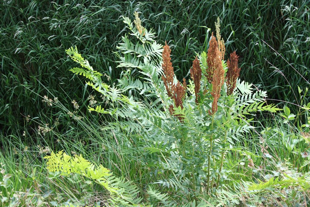 Osmunda regalis (door Pieter Stolwijk)