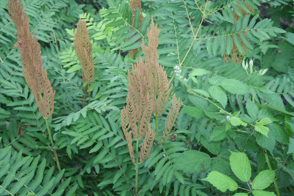 Osmunda regalis (door Pieter Stolwijk)