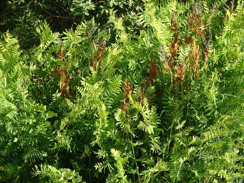 Osmunda regalis (door Adrie van Heerden)