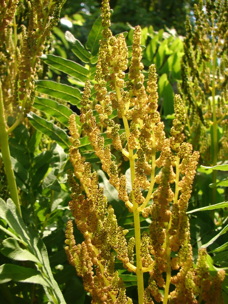 Osmunda regalis (door Adrie van Heerden)