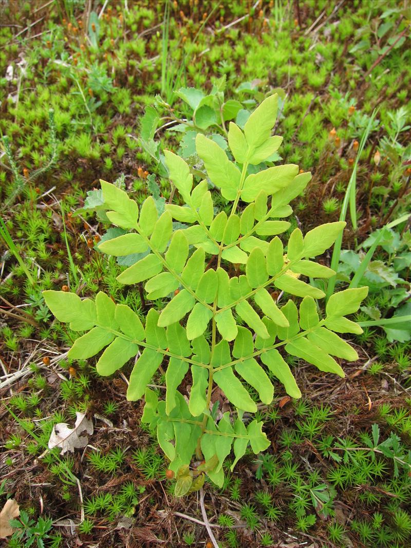 Osmunda regalis (door Piet Bremer )