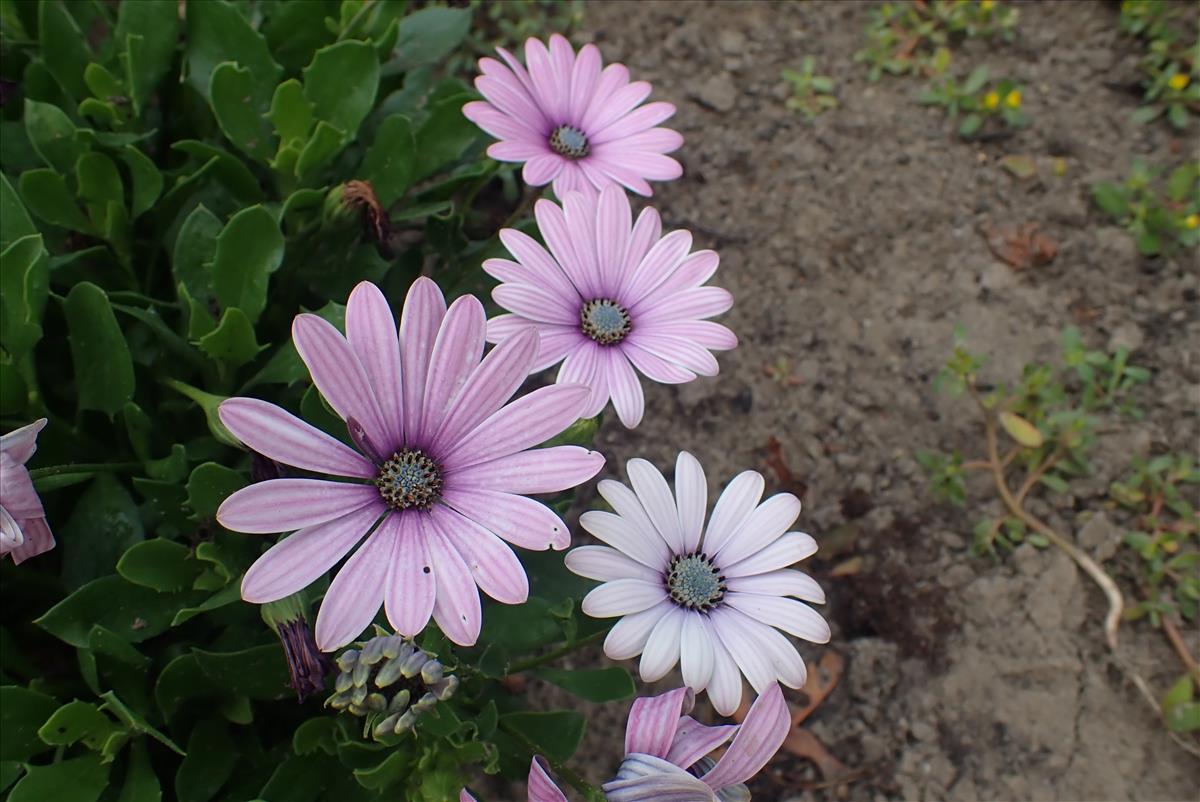 Osteospermum ecklonis (door Aad van Diemen)