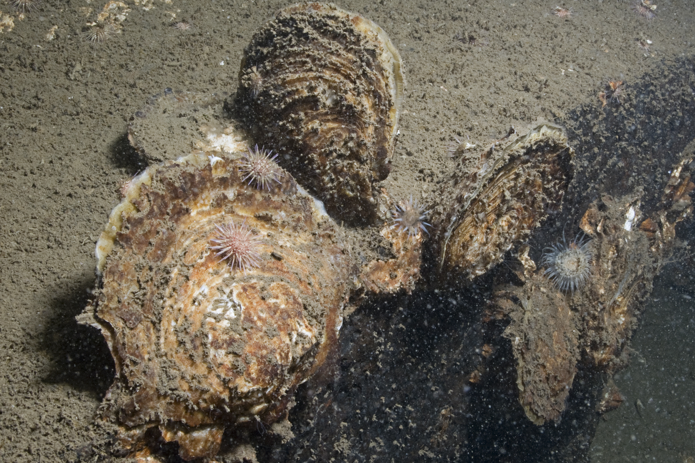 Ostrea edulis (door Peter H. van Bragt)