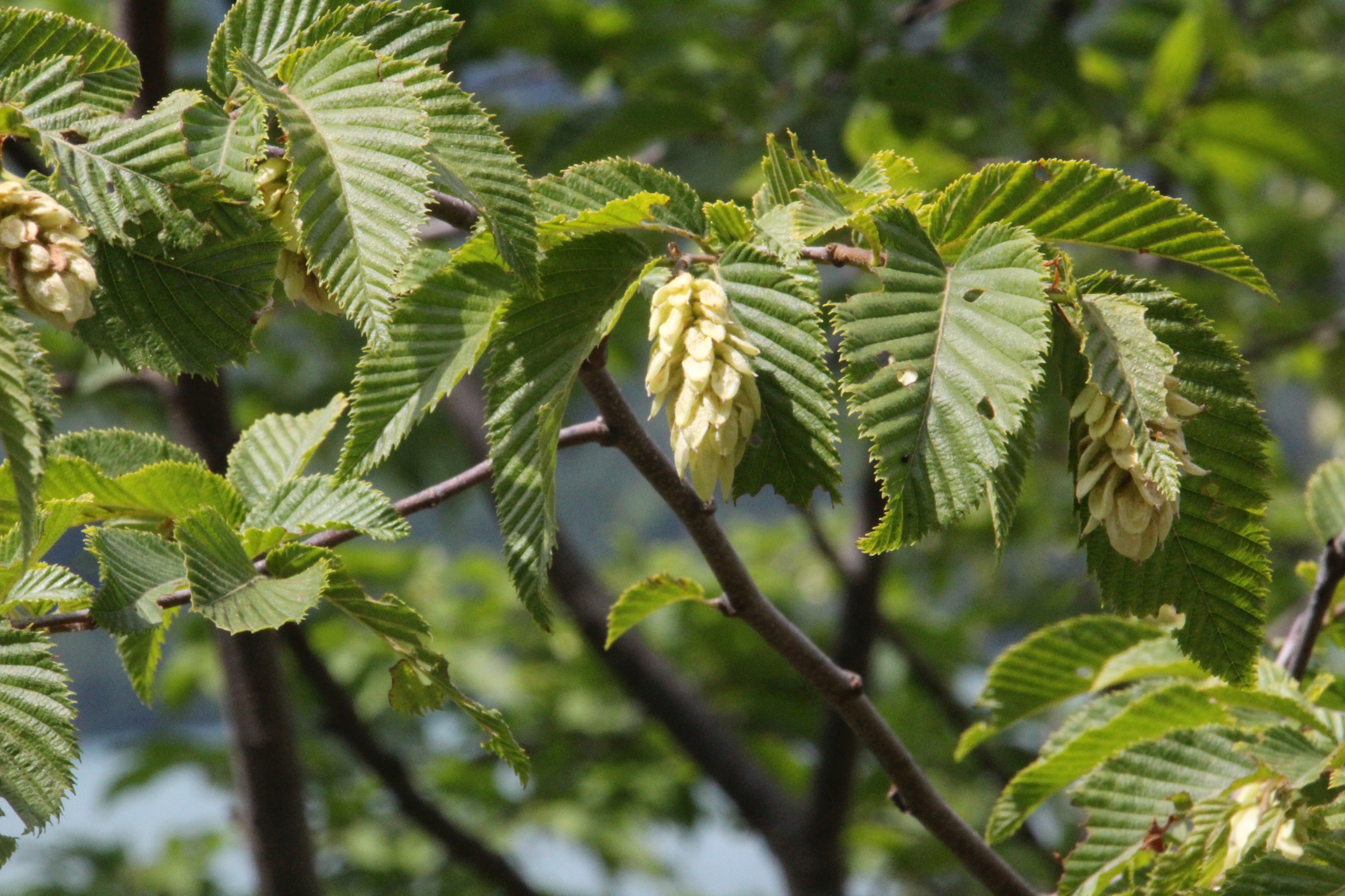 Ostrya carpinifolia (door Pieter Stolwijk)