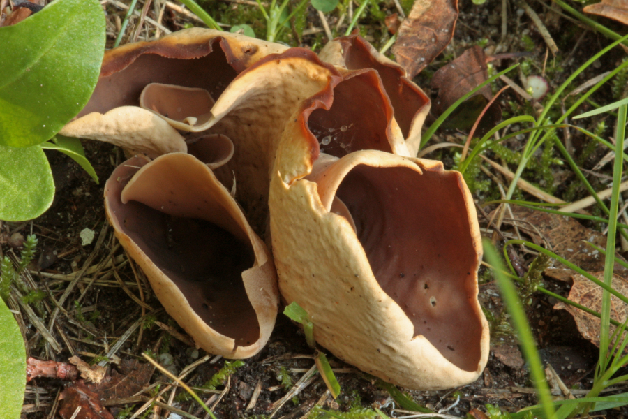 Otidea alutacea (door Atte van den Berg)