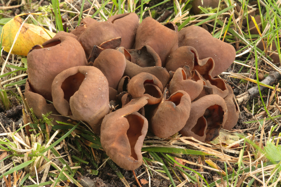 Otidea bufonia (door Atte van den Berg)