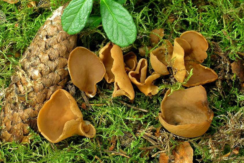 Otidea leporina (door Henk Huijser)