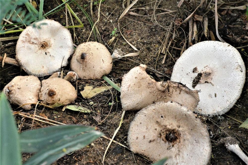 Chlorophyllum molybdites (door Sjaak van Tiel)