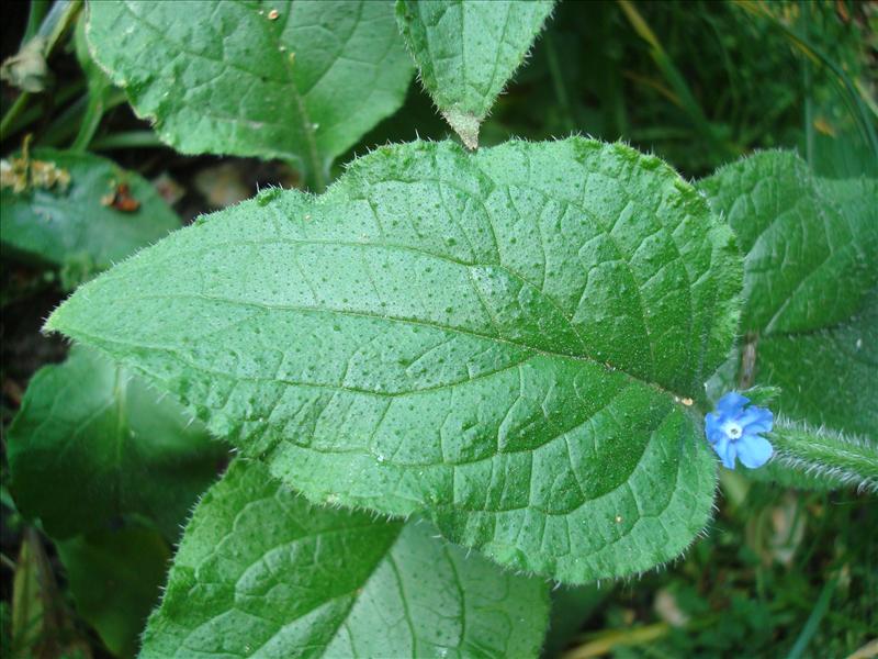 Pentaglottis sempervirens (door Michael Inden)