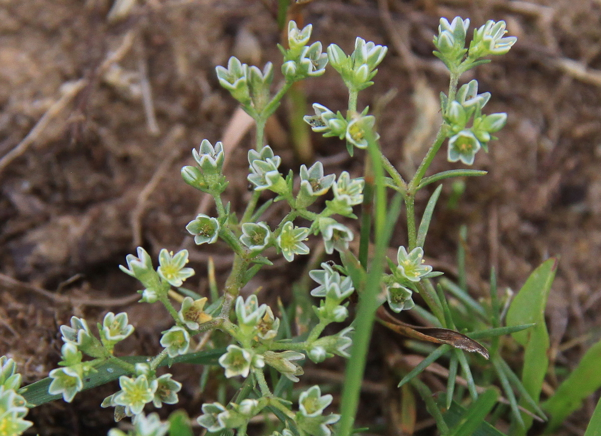 Scleranthus perennis (door Peter Meininger)