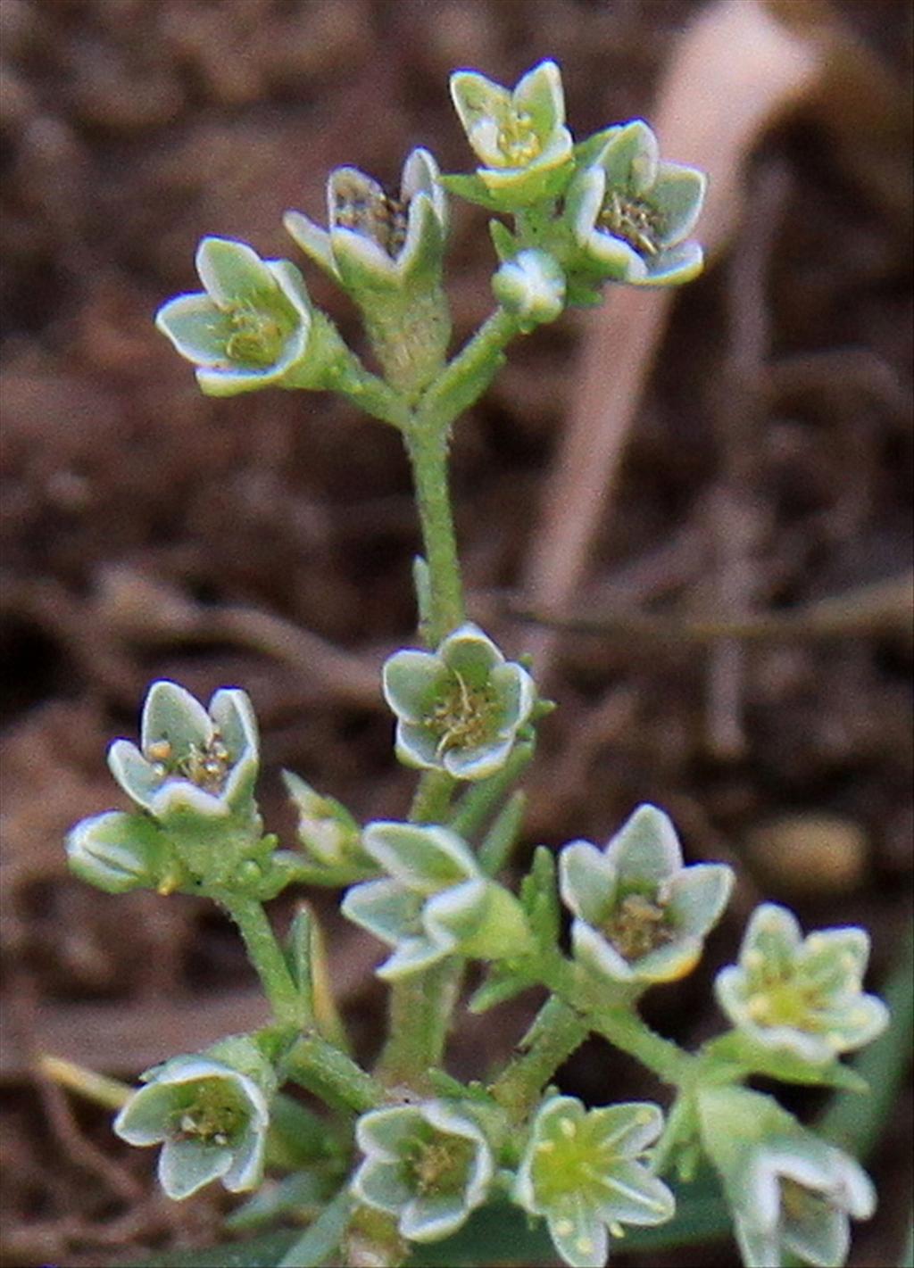 Scleranthus perennis (door Peter Meininger)