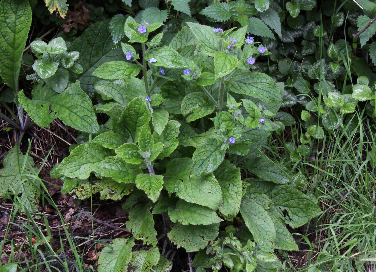 Pentaglottis sempervirens (door Peter Meininger)