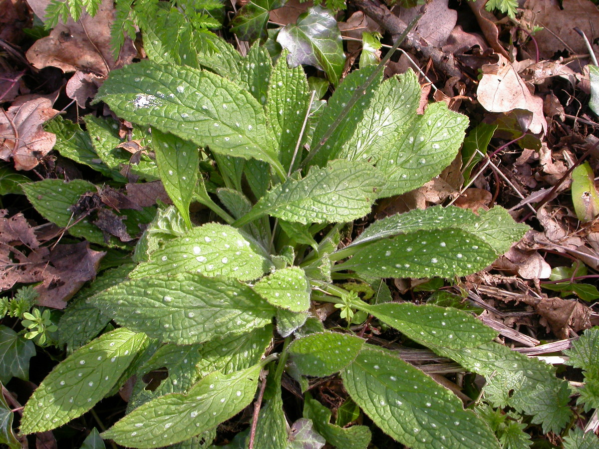 Pentaglottis sempervirens (door Peter Meininger)