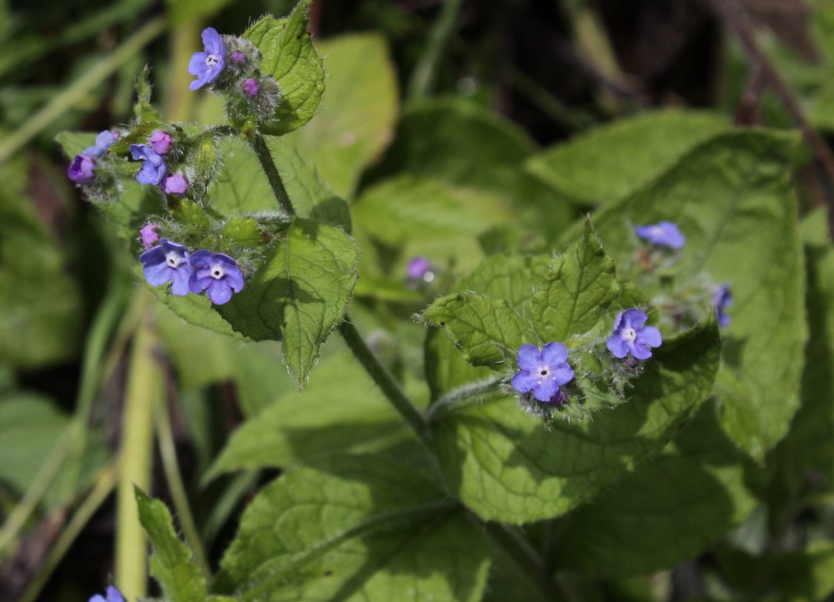 Pentaglottis sempervirens (door Peter Meininger)