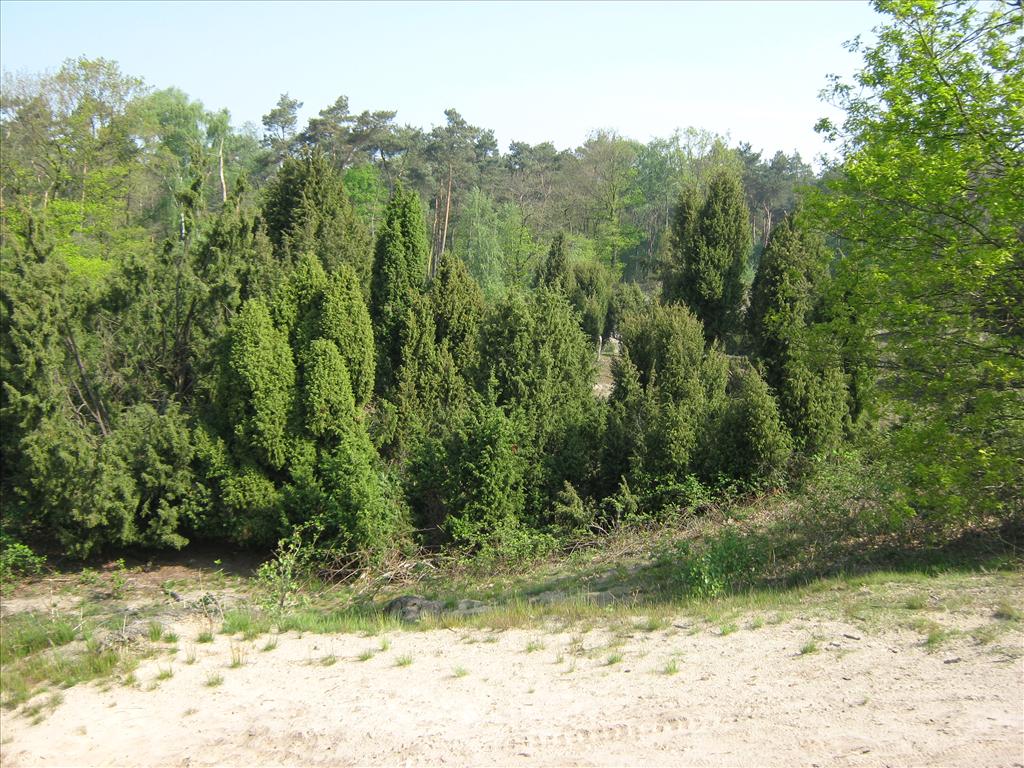 Juniperus communis (door Toon Verrijdt)