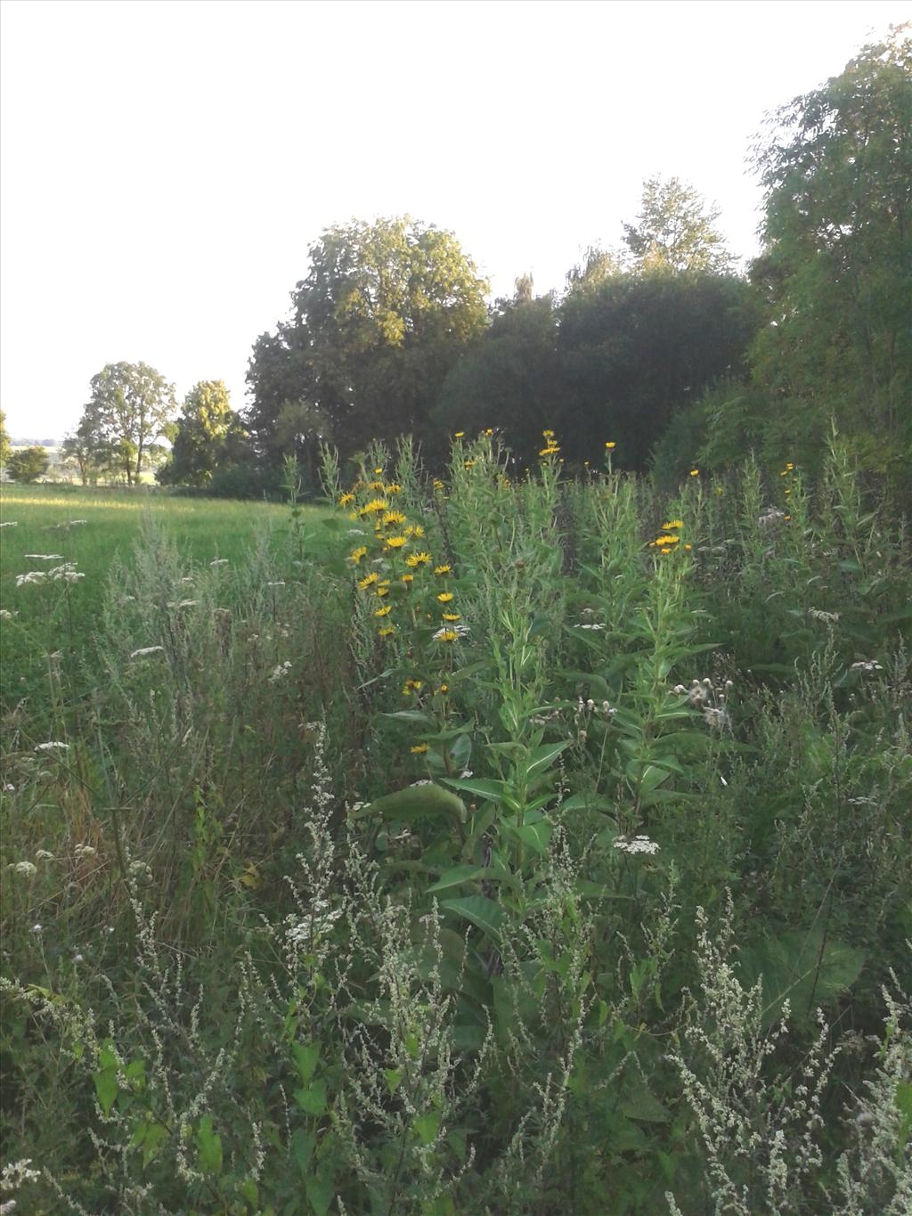 Inula racemosa (door Edwin Dijkhuis)