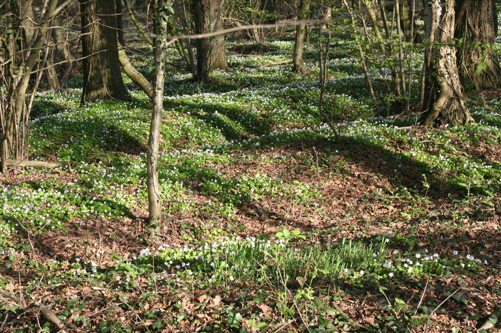 Oxalis acetosella (door Pieter Stolwijk)