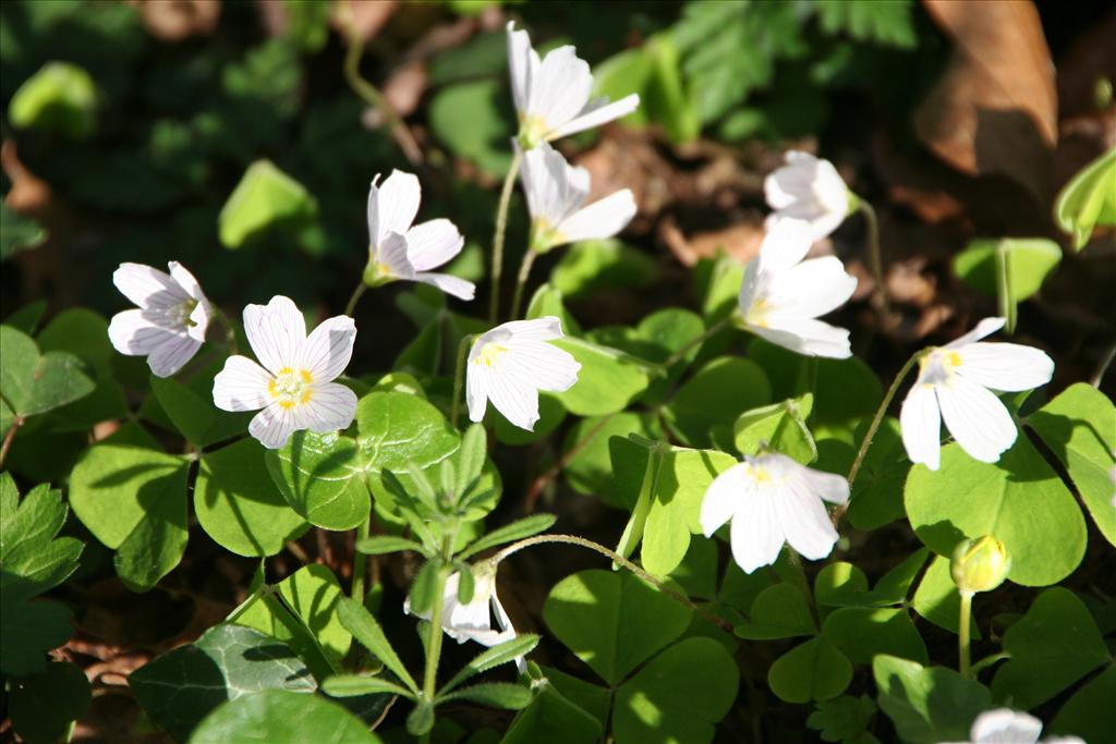 Oxalis acetosella (door Pieter Stolwijk)