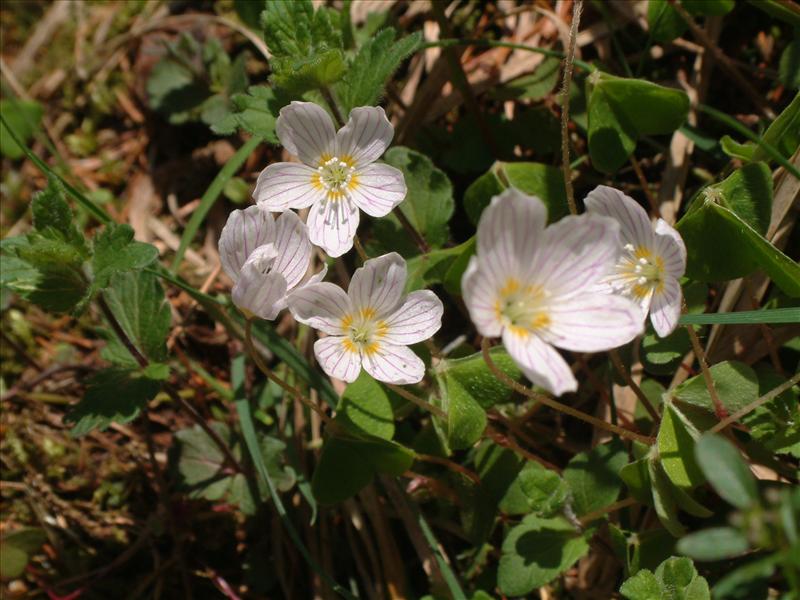 Oxalis acetosella (door Adrie van Heerden)