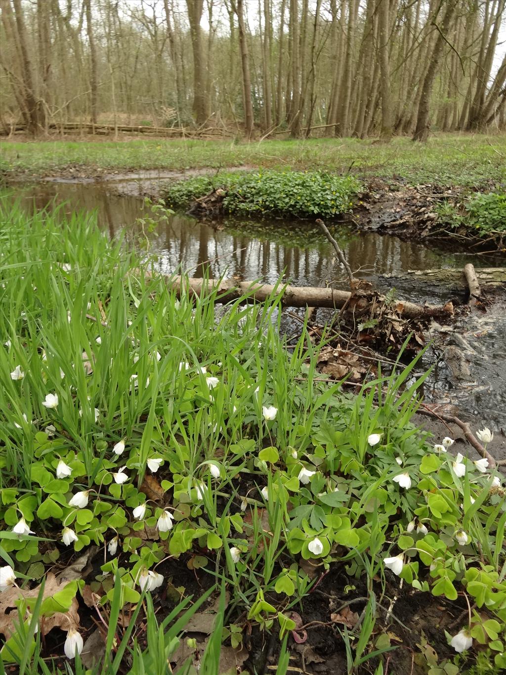 Oxalis acetosella (door Jakob Hanenburg)