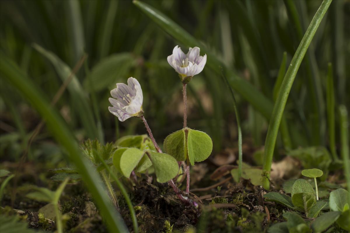 Oxalis acetosella (door Nils van Rooijen)