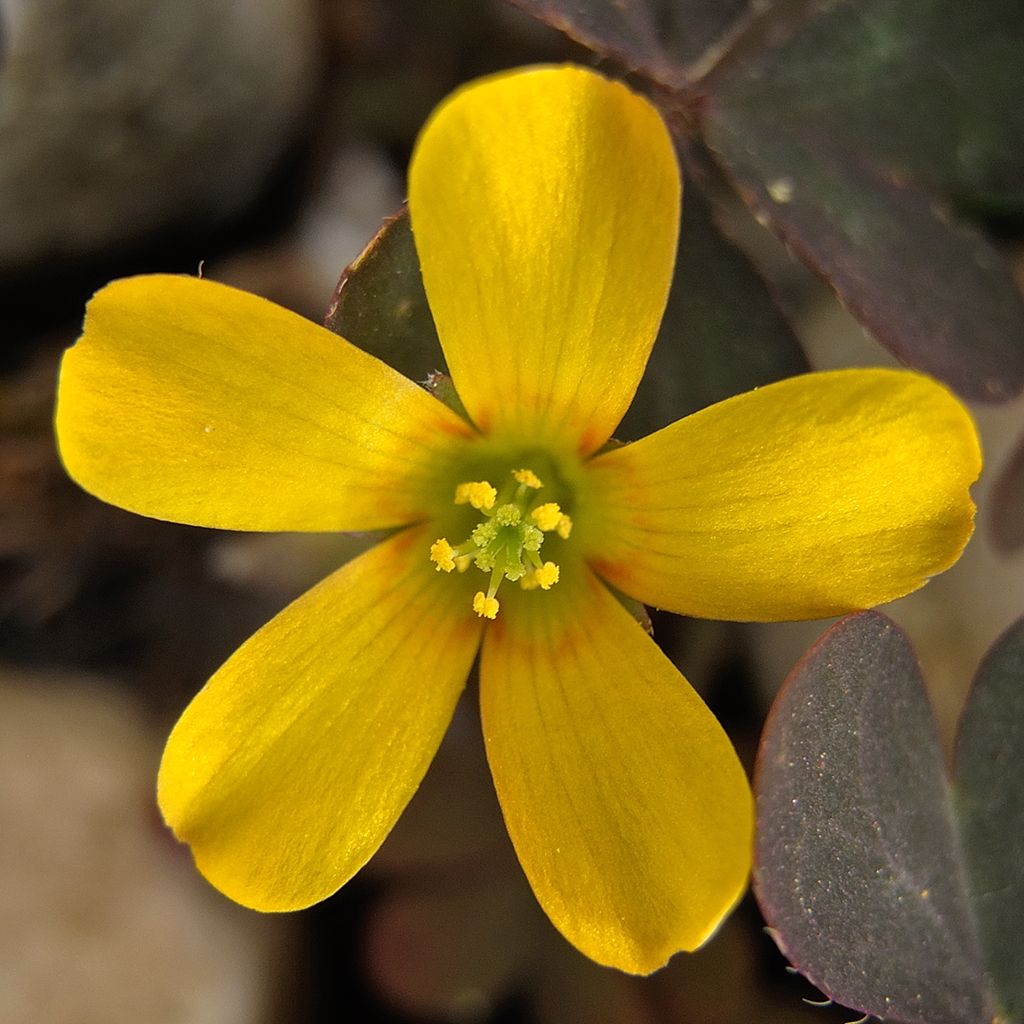 Oxalis corniculata (door Ab H. Baas)