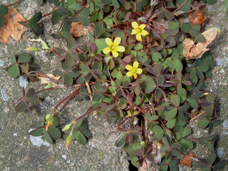 Oxalis corniculata (door Adrie van Heerden)