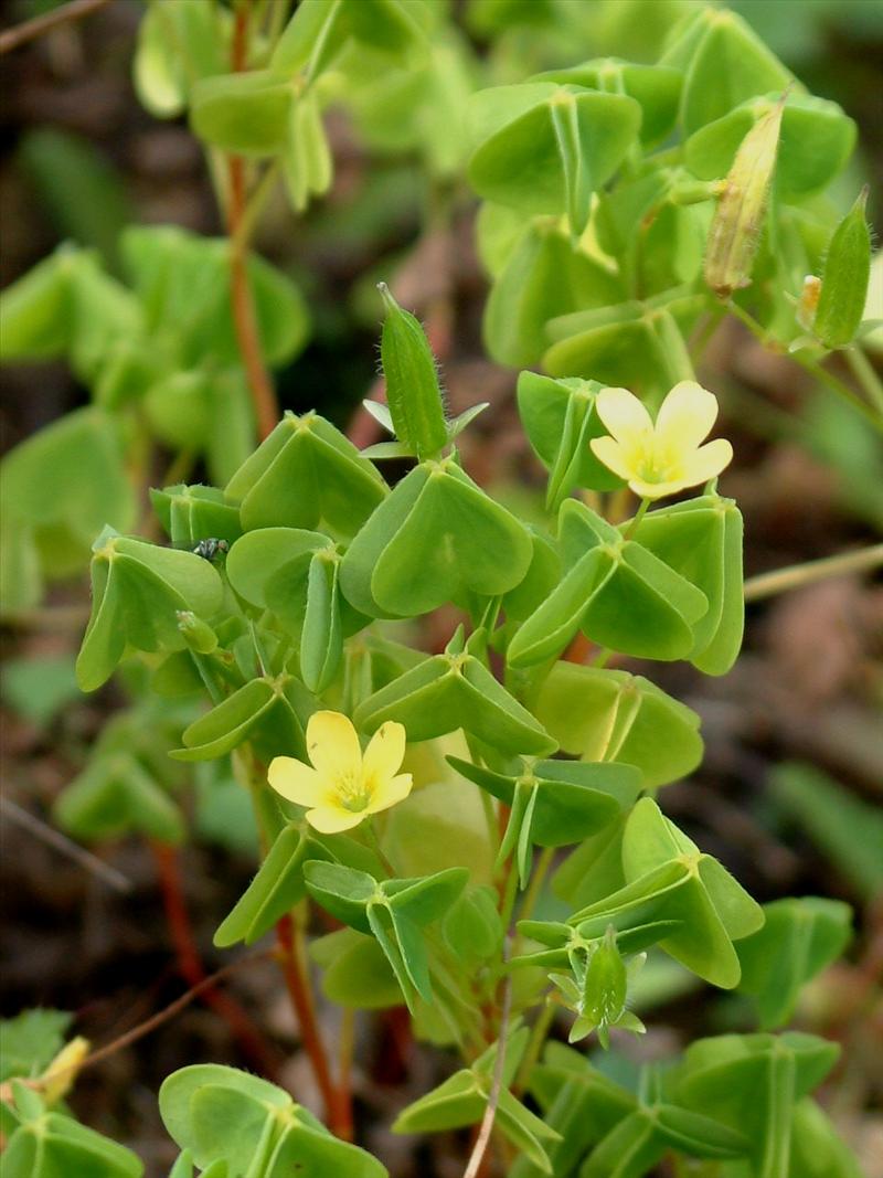 Oxalis stricta (door Adrie van Heerden)