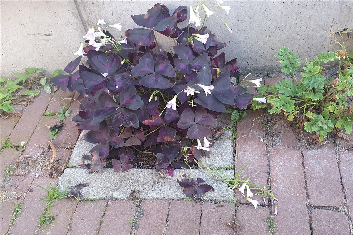 Oxalis triangularis (door Willem Braam)