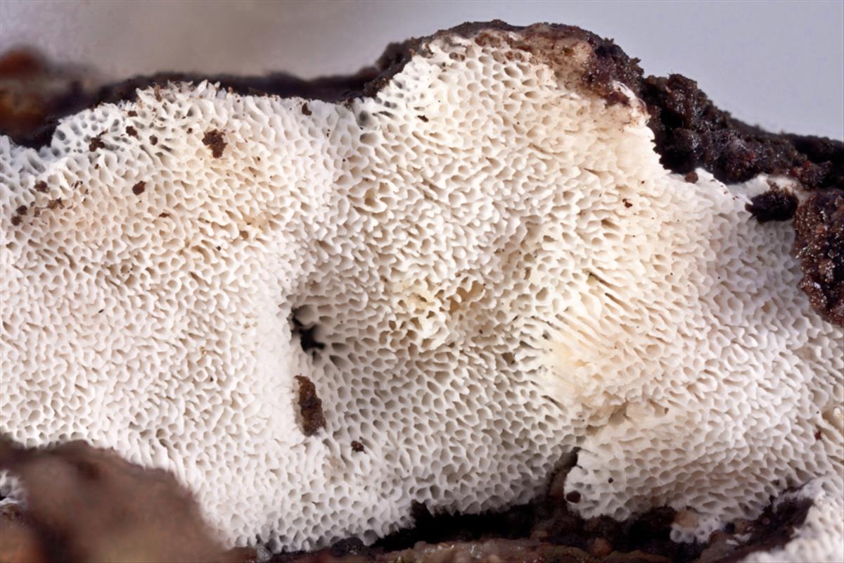 Oxyporus obducens (door Aldert Gutter)