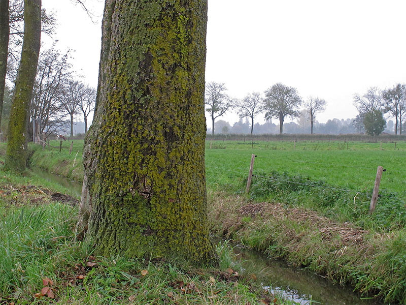 Xanthomendoza huculica (door Bart Horvers)