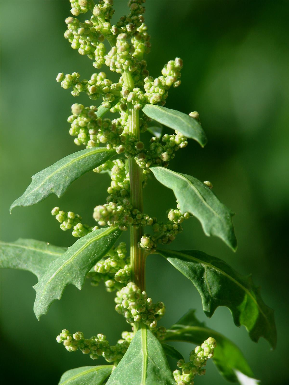 Oxybasis glauca (door Adrie van Heerden)