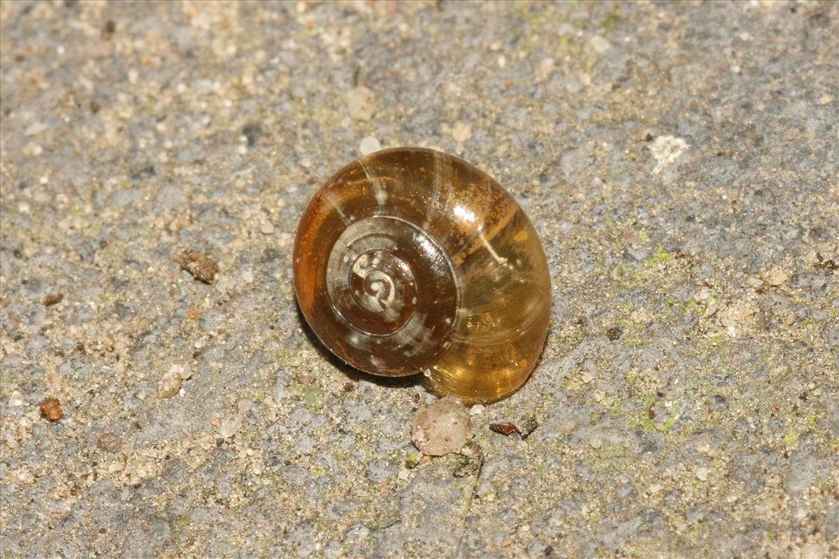 Oxychilus draparnaudi (door Jan Kersten)