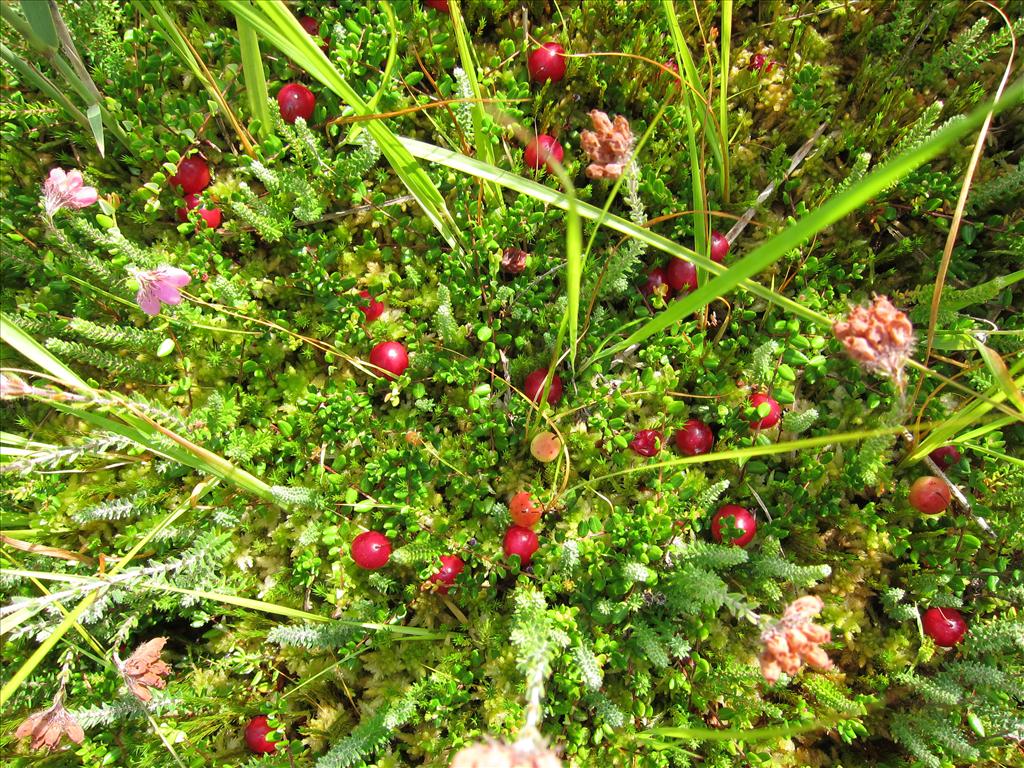 Vaccinium oxycoccos (door Piet Bremer )