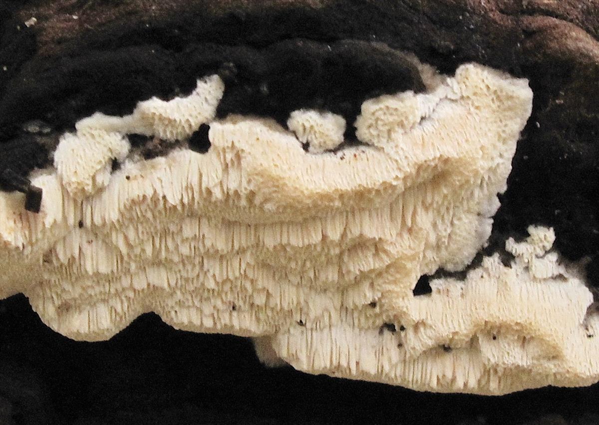 Oxyporus obducens (door Eduard Osieck)