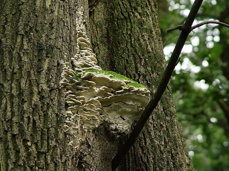 Oxyporus populinus (door André Houter)