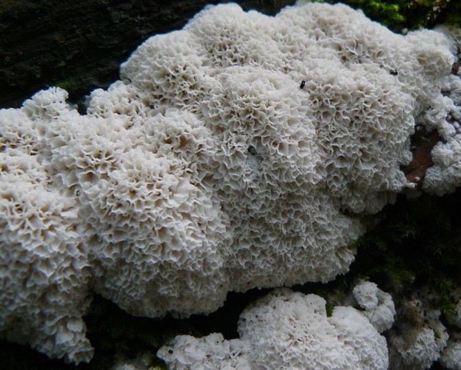 Oxyporus latemarginatus (door Christiane Baethcke)