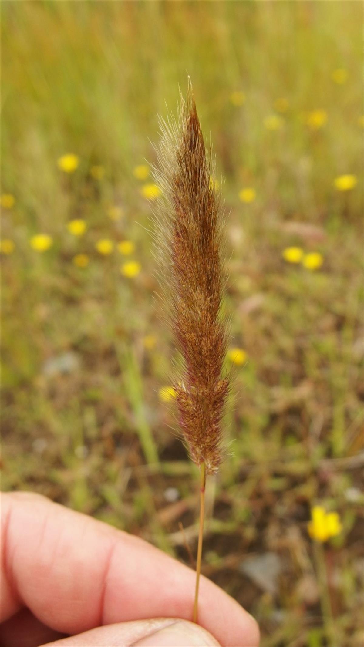 Polypogon maritimus (door Sipke Gonggrijp)