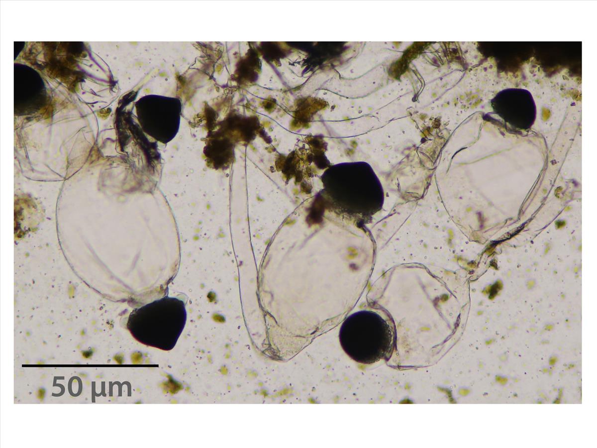 Pilobolus umbonatus (door Ida Bruggeman)