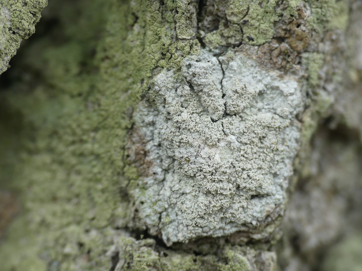 Ochrolechia androgyna (door Guido Berger)
